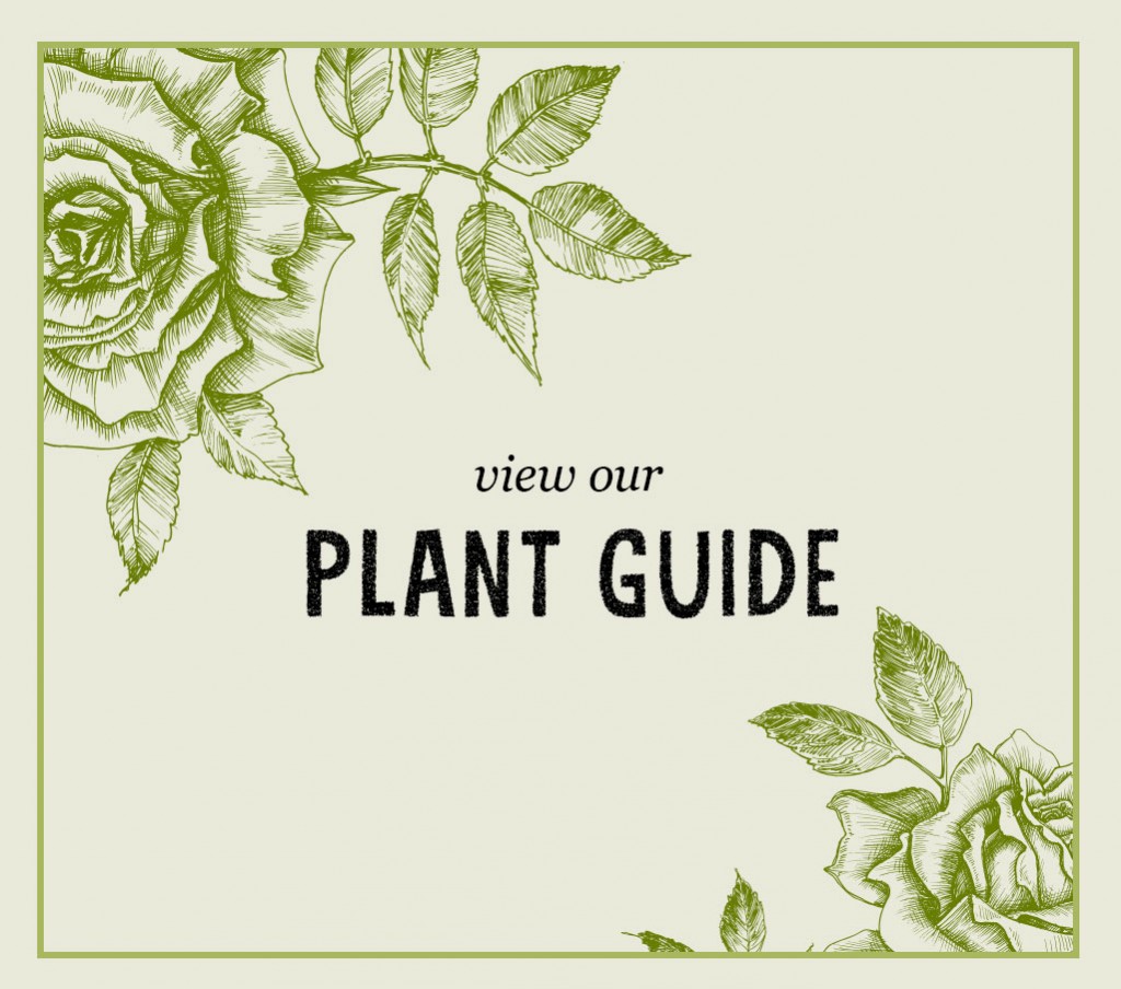 collyers-Plant-Guide