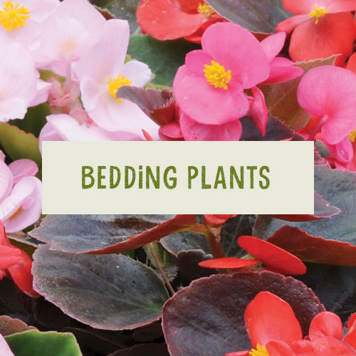 BeddingPlants Collyers Nurseries