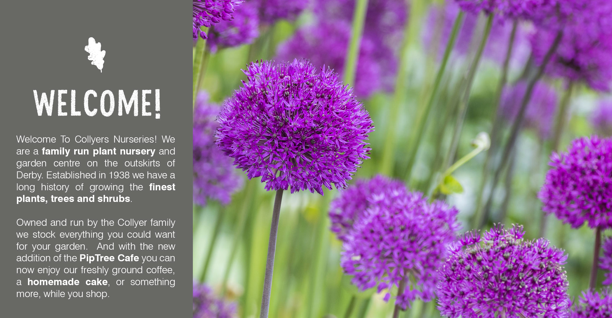 Collyers-Nurseries-Home-Page