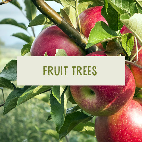Fruit-Trees